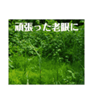 老眼の目に優しいお花と自然の癒し（個別スタンプ：10）