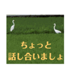 老眼の目に優しいお花と自然の癒し（個別スタンプ：12）