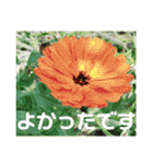 老眼の目に優しいお花と自然の癒し（個別スタンプ：15）