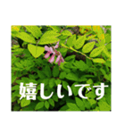 老眼の目に優しいお花と自然の癒し（個別スタンプ：19）