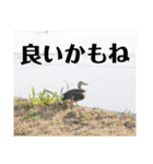 老眼の目に優しいお花と自然の癒し（個別スタンプ：23）