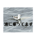 老眼の目に優しいお花と自然の癒し（個別スタンプ：24）