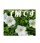 老眼の目に優しいお花と自然の癒し（個別スタンプ：27）