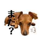 ミニピン✩シャロンのスタンプ（個別スタンプ：3）
