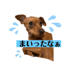 ミニピン✩シャロンのスタンプ（個別スタンプ：6）