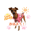 ミニピン✩シャロンのスタンプ（個別スタンプ：16）
