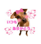 ミニピン✩シャロンのスタンプ（個別スタンプ：17）