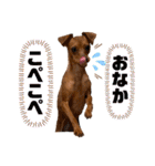 ミニピン✩シャロンのスタンプ（個別スタンプ：21）