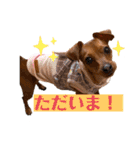 ミニピン✩シャロンのスタンプ（個別スタンプ：24）