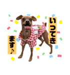 ミニピン✩シャロンのスタンプ（個別スタンプ：27）