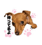 ミニピン✩シャロンのスタンプ（個別スタンプ：28）