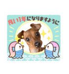 ミニピン✩シャロンのスタンプ（個別スタンプ：34）
