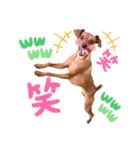 ミニピン✩シャロンのスタンプ（個別スタンプ：39）