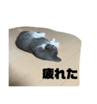 ぎん君（個別スタンプ：1）