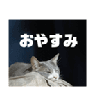 ぎん君（個別スタンプ：2）