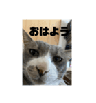 ぎん君（個別スタンプ：4）