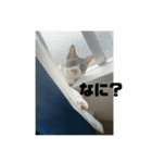 ぎん君（個別スタンプ：5）