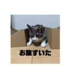 ぎん君（個別スタンプ：6）