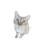 うちのねこ スタンプ -KAI-海（個別スタンプ：10）