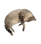 うちのねこ スタンプ -KAI-海（個別スタンプ：17）
