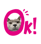ねこじんすたんぷ（個別スタンプ：1）