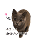 ねこじんすたんぷ（個別スタンプ：5）