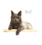 ねこじんすたんぷ（個別スタンプ：7）