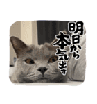 ねこじんすたんぷ（個別スタンプ：9）