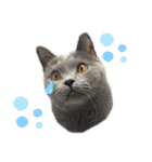 ねこじんすたんぷ（個別スタンプ：12）