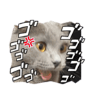 ねこじんすたんぷ（個別スタンプ：13）