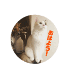 ミックス猫のたらちゃん（個別スタンプ：1）