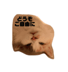 ミックス猫のたらちゃん（個別スタンプ：2）