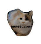 ミックス猫のたらちゃん（個別スタンプ：3）