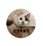 ミックス猫のたらちゃん（個別スタンプ：4）