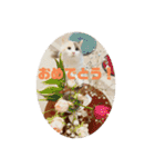 ミックス猫のたらちゃん（個別スタンプ：6）
