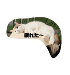 ミックス猫のたらちゃん（個別スタンプ：7）