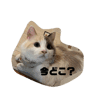 ミックス猫のたらちゃん（個別スタンプ：11）