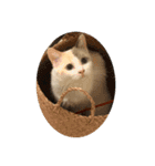 ミックス猫のたらちゃん（個別スタンプ：13）