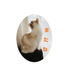 ミックス猫のたらちゃん（個別スタンプ：15）