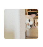 ミックス猫のたらちゃん（個別スタンプ：16）