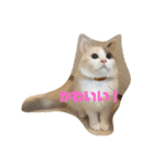 ミックス猫のたらちゃん（個別スタンプ：18）