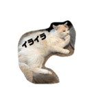 ミックス猫のたらちゃん（個別スタンプ：19）