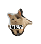 ミックス猫のたらちゃん（個別スタンプ：20）