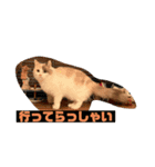 ミックス猫のたらちゃん（個別スタンプ：21）