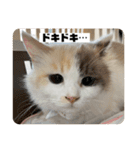 ミックス猫のたらちゃん（個別スタンプ：22）