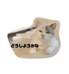 ミックス猫のたらちゃん（個別スタンプ：25）