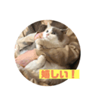 ミックス猫のたらちゃん（個別スタンプ：27）
