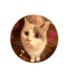 ミックス猫のたらちゃん（個別スタンプ：28）