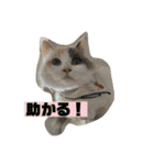 ミックス猫のたらちゃん（個別スタンプ：29）