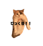 ミックス猫のたらちゃん（個別スタンプ：30）